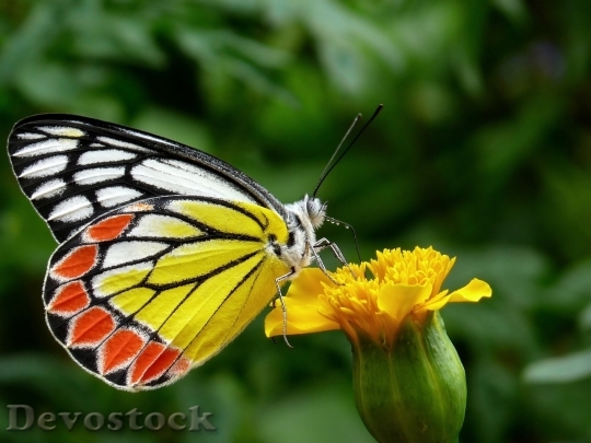Devostock Butterfly colorful  (40)