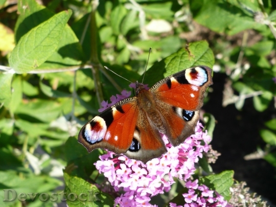 Devostock Butterfly colorful  (401)