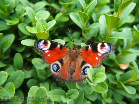 Devostock Butterfly colorful  (413)