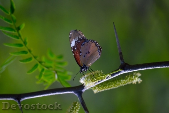 Devostock Butterfly colorful  (420)