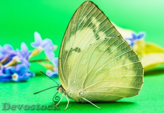 Devostock Butterfly colorful  (431)