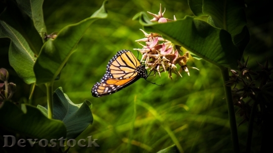 Devostock Butterfly colorful  (435)