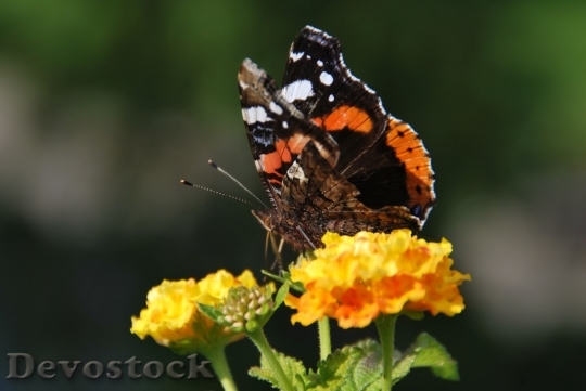 Devostock Butterfly colorful  (436)