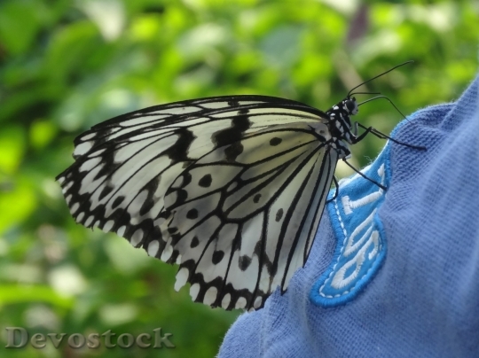 Devostock Butterfly colorful  (449)