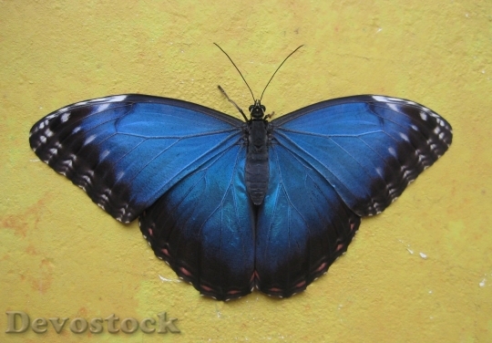 Devostock Butterfly colorful  (453)