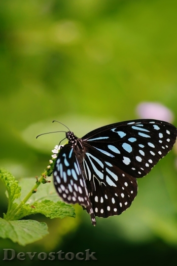 Devostock Butterfly colorful  (456)