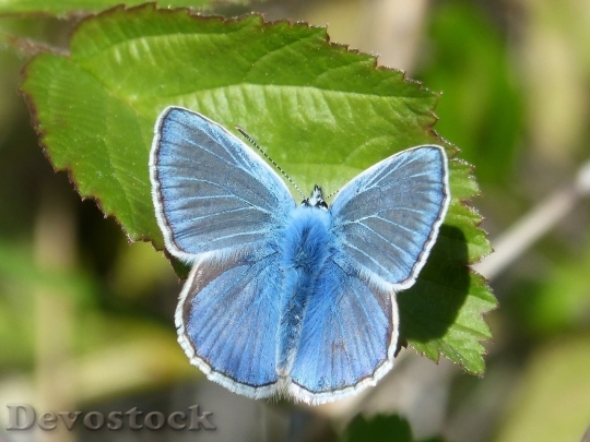 Devostock Butterfly colorful  (467)