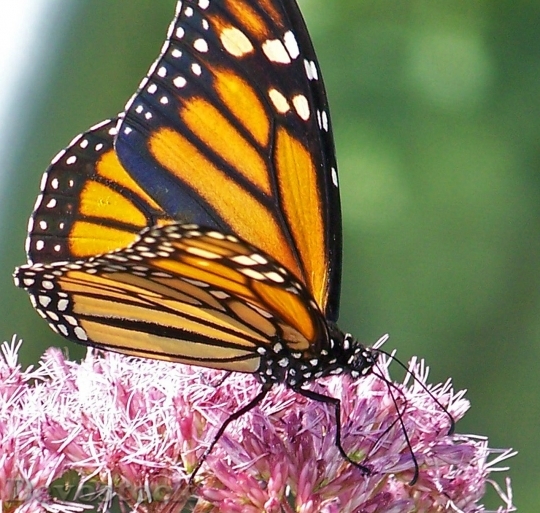 Devostock Butterfly colorful  (48)