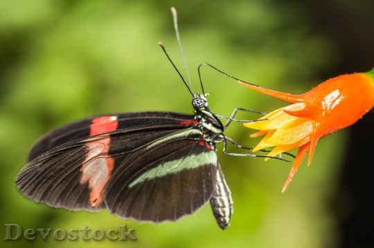 Devostock Butterfly colorful  (480)