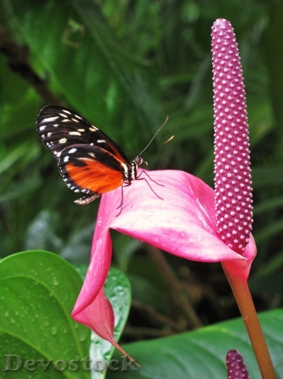Devostock Butterfly colorful  (482)