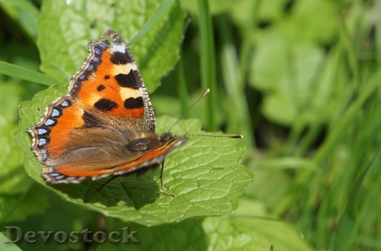 Devostock Butterfly colorful  (484)