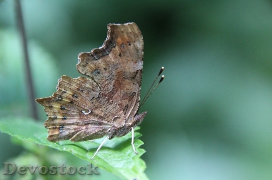 Devostock Butterfly colorful  (490)