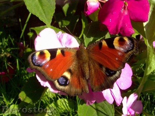 Devostock Butterfly colorful  (61)