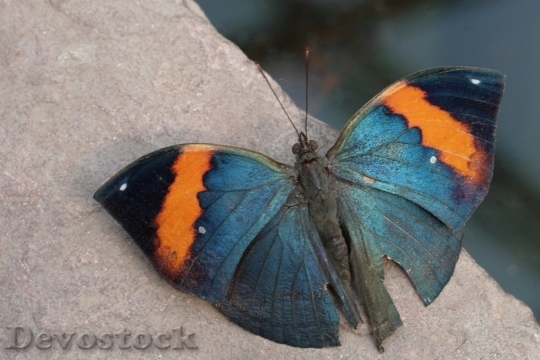 Devostock Butterfly colorful  (62)