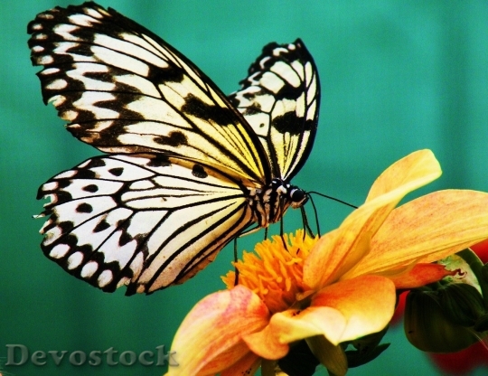 Devostock Butterfly colorful  (63)