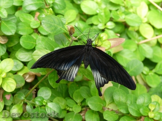Devostock Butterfly colorful  (73)
