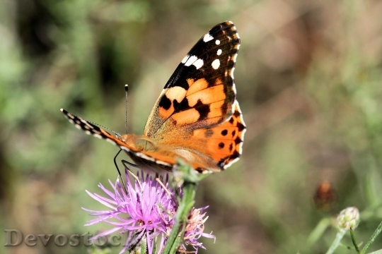 Devostock Butterfly colorful  (76)