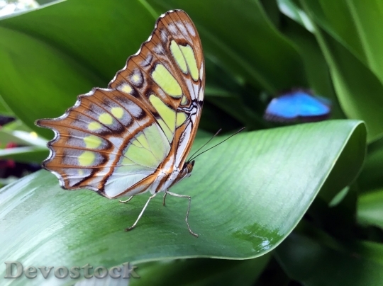 Devostock Butterfly colorful  (91)