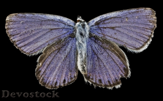 Devostock Butterfly colorful  (94)