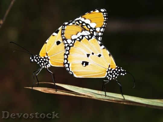 Devostock Butterfly Stock Photos