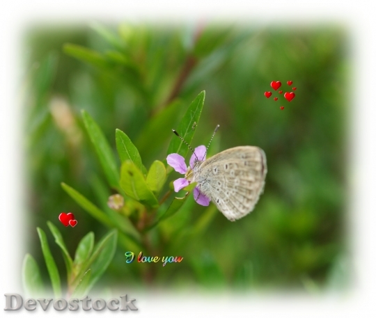 Devostock butterfly-dsc01309-g1