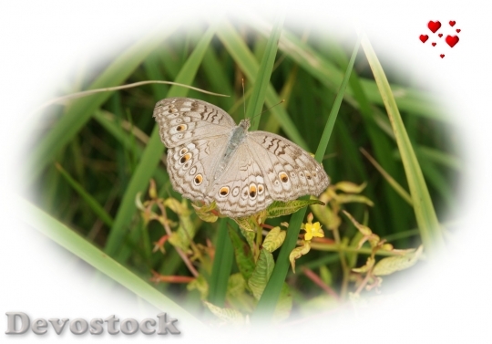 Devostock butterfly-dsc03124