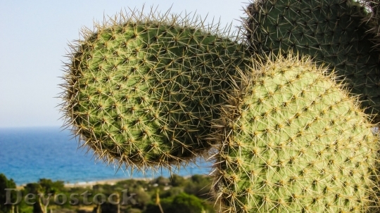 Devostock Cactus beautiful  (100)