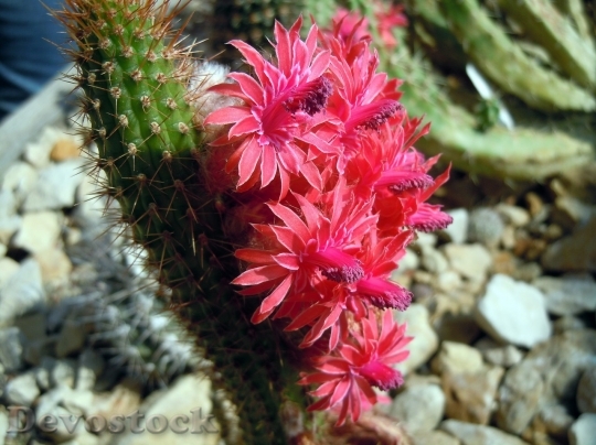 Devostock Cactus beautiful  (106)