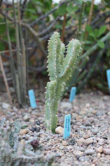 Devostock Cactus beautiful  (11)