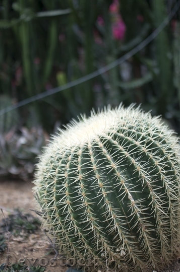 Devostock Cactus beautiful  (113)