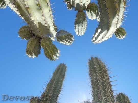 Devostock Cactus beautiful  (119)