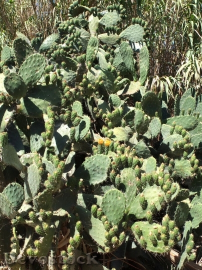 Devostock Cactus beautiful  (121)