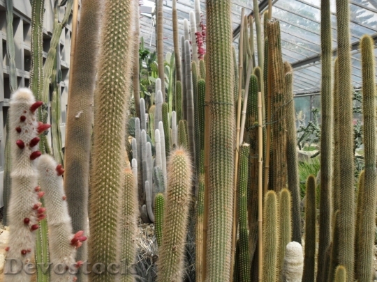 Devostock Cactus beautiful  (124)