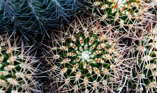 Devostock Cactus beautiful  (126)