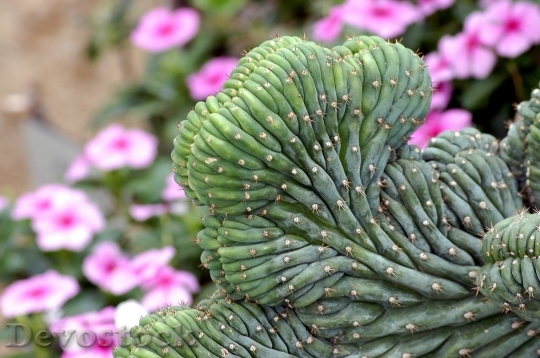 Devostock Cactus beautiful  (149)