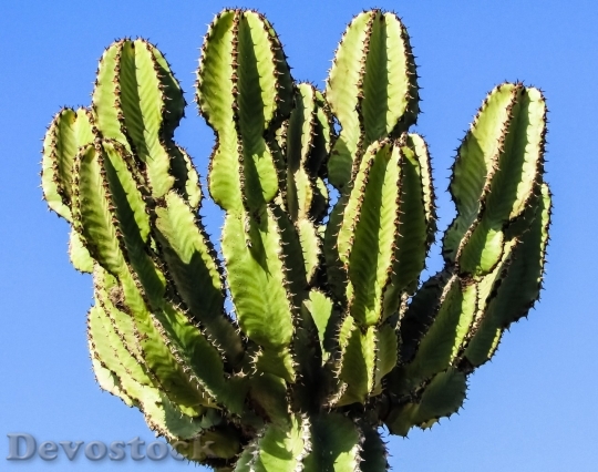 Devostock Cactus beautiful  (150)