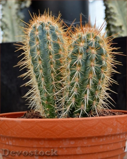 Devostock Cactus beautiful  (152)