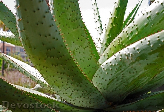 Devostock Cactus beautiful  (182)