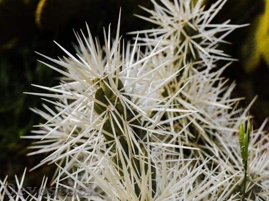 Devostock Cactus beautiful  (195)