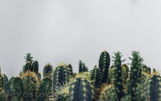 Devostock Cactus beautiful  (197)