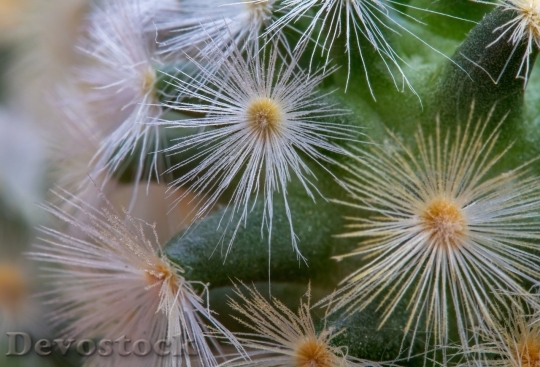 Devostock Cactus beautiful  (198)