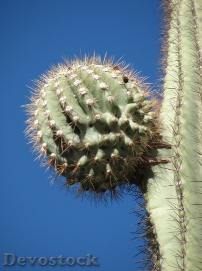 Devostock Cactus beautiful  (208)