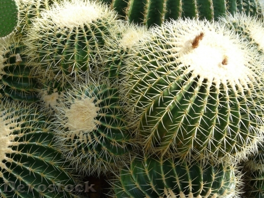 Devostock Cactus beautiful  (21)