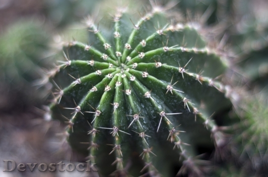Devostock Cactus beautiful  (211)