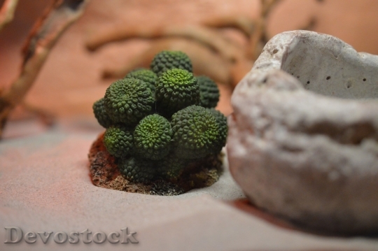 Devostock Cactus beautiful  (213)