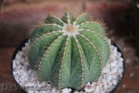 Devostock Cactus beautiful  (215)