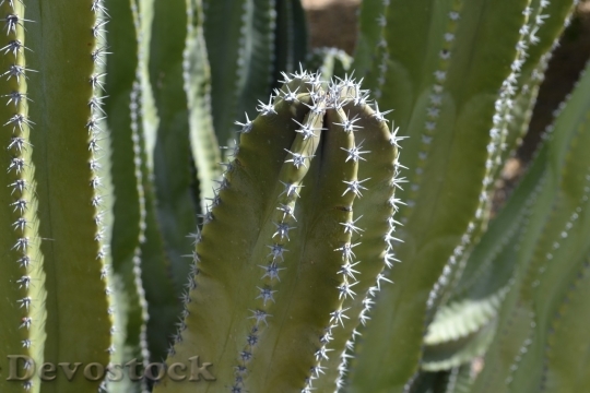 Devostock Cactus beautiful  (22)