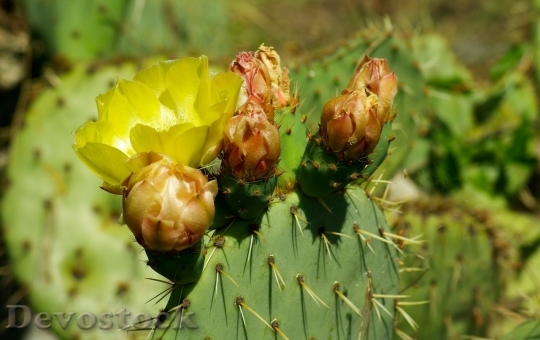 Devostock Cactus beautiful  (224)