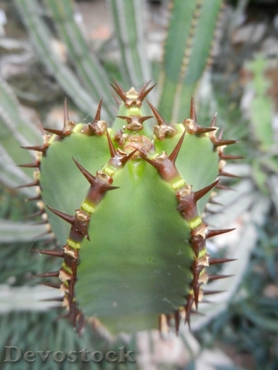 Devostock Cactus beautiful  (226)
