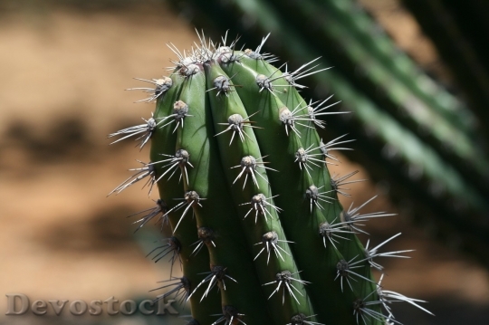 Devostock Cactus beautiful  (228)